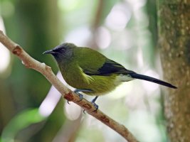 bellbird_male_2B4A8000_DxO_CRiso6400.jpg