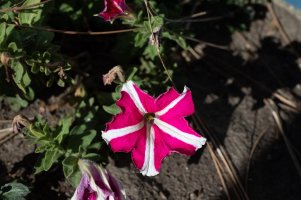 Canon 50mm f 2.5 Macro2.jpg