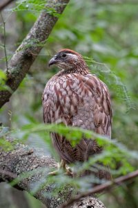 Francolinus erckelii - Erckel's Francolin 3.jpg