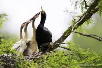 Anhinga with Chicks.jpg