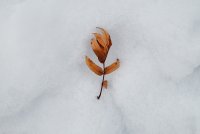 Twig in snow, December 12th, 2018.jpg