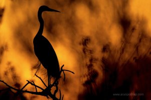 Egret Sunset .jpg