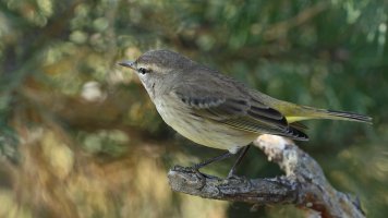 Palm warbler_9321.JPG