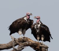 3Q7A0739-DxO_lappet_faced_vultures.jpg