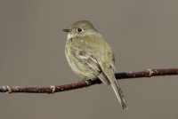 Hammond's Flycatcher (adult-winter) 100.jpg