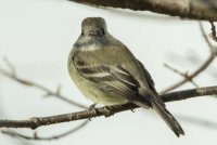Hammond's Flycatcher (adult-winter) 102.jpg