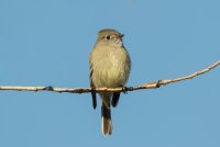 Hammond's Flycatcher (adult-winter) 104.jpg