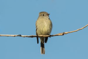 Hammond's Flycatcher (adult-winter) 104.jpg
