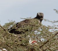 3Q7A0315-DxO_martial_eagle_eating_small.jpg