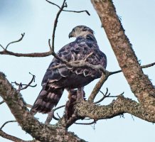 2B4A2734-DxO_crowned_eagle_1.1 copy.jpg