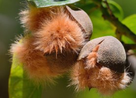 Lebronnecia kokioides 1.jpg