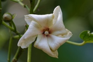 Lebronnecia kokioides 2.jpg