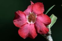 Adenium obesum - Desert Rose 3.jpg