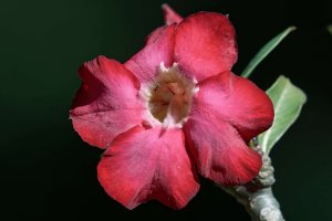 Adenium obesum - Desert Rose 3.jpg