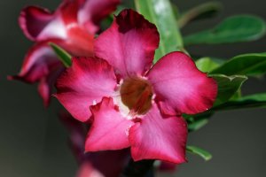 Adenium obesum - Desert Rose 4.jpg
