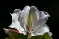 Bauhinia variegata var. candida - White variegated orchid tree 2.jpg