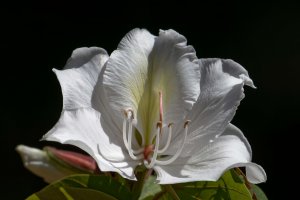 Bauhinia variegata var. candida - White variegated orchid tree 2.jpg