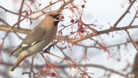 B waxwing s_38549.JPG