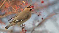 B waxwing F s_38387.JPG