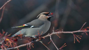 B waxwing s_38687.JPG