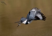 Belted Kingfisher male mid air fumble recovery 5D 1600cr.jpg
