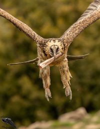 Lammergeire subadult bone flight 1600cr.jpg