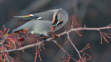 B waxwing s_38677.JPG