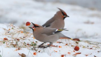 Bohemian Waxwing_22982.JPG
