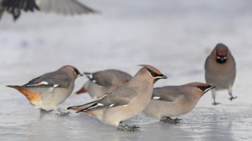 B waxwing Dec 2013 s_0196.JPG
