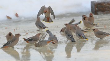 Splish splash_04321.JPG