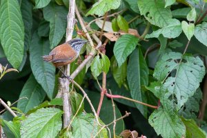 20180730-4G4A4615 resized-2.jpg