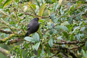 20180730-4G4A4642 resized.jpg