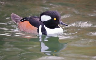 web Hooded Merganser_12.22.18.14.04.22-0002.JPG web Hooded Merganser_12.22.18.14.04.22-0002.JPG
