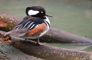 web Hooded Merganser_12.22.18.12.27.24.JPG