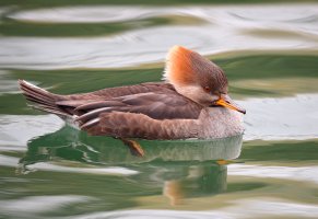 web Hooded Merganser_12.22.18.12.47.13.JPG