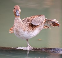 web Northern Pintail_12.22.18.14.01.37-0002.JPG