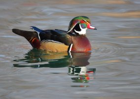 web Wood Duck_12.22.18.14.20.44-0002.JPG