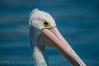 Up-resed pelican.jpg