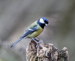 greattit_3Q7A1943-DxO_6400_ls.jpg