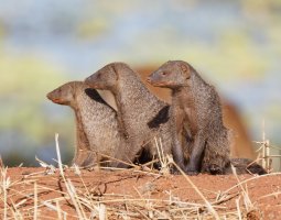 2B4A3928-DxO_three_mongooses.jpg