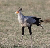 2B4A4519-DxO_secretary_bird_CR.jpg