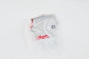 Bud in the snow copy.jpg