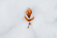 Twig in snow, December 12th, 2018 copy copy.jpg