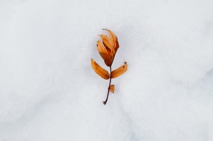 Twig in snow, December 12th, 2018 copy copy.jpg