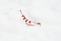 Twig in snow copy.jpg