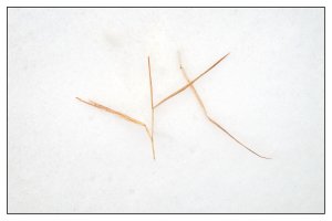 Grass pattern in snow copy.jpg