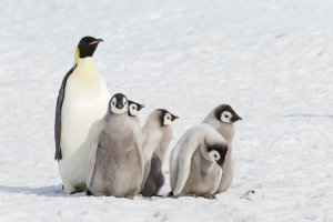 Emperor Chick Walkabout.jpg