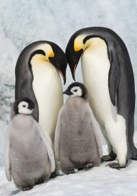 Emperor Penguin adults (Aptenodytes foresteri) renew pair bonds over theiir chick as another c...jpg