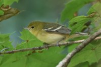 Bay-breasted Warbler (1st fall) 105.jpg