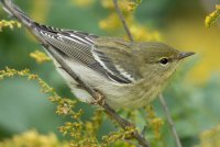 Blackpoll Warbler (1st fall) 114.jpg